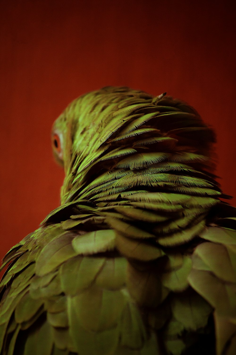 a close up of a green bird with a red background