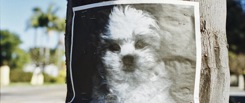 long-coated white puppy poster on tree trunk