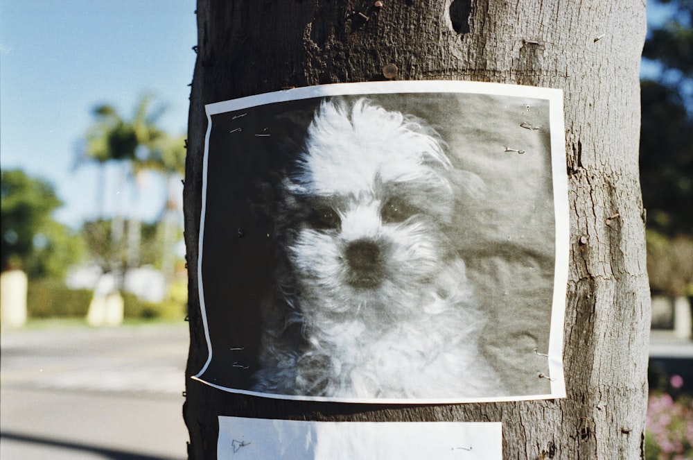 long-coated white puppy poster on tree trunk