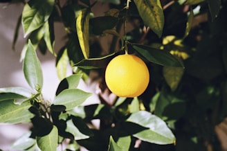 A vibrant orange fruit is hanging from a branch surrounded by lush green leaves, capturing the natural beauty of a citrus tree.
