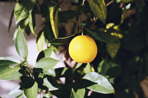 A vibrant orange fruit is hanging from a branch surrounded by lush green leaves, capturing the natural beauty of a citrus tree.