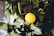 A vibrant orange fruit is hanging from a branch surrounded by lush green leaves, capturing the natural beauty of a citrus tree.