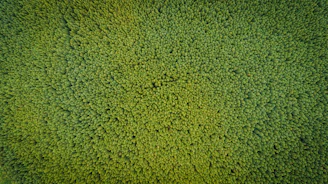 An aerial view captures a dense and expansive forest canopy, composed of numerous closely-packed trees with rich green foliage stretching as far as the eye can see.