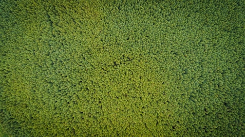 An aerial view of the Amazon rainforest.
