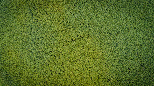 An aerial view captures a dense and expansive forest canopy, composed of numerous closely-packed trees with rich green foliage stretching as far as the eye can see.