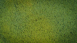 An aerial view of a green forest taken by a flying drone.