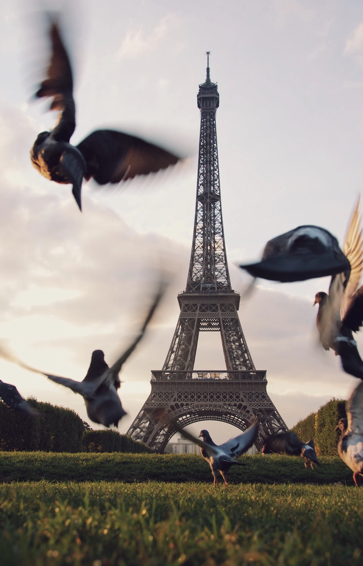 Pigeons taking off from the grass of the Champ de Mars with the Eiffel Tower rising behind them