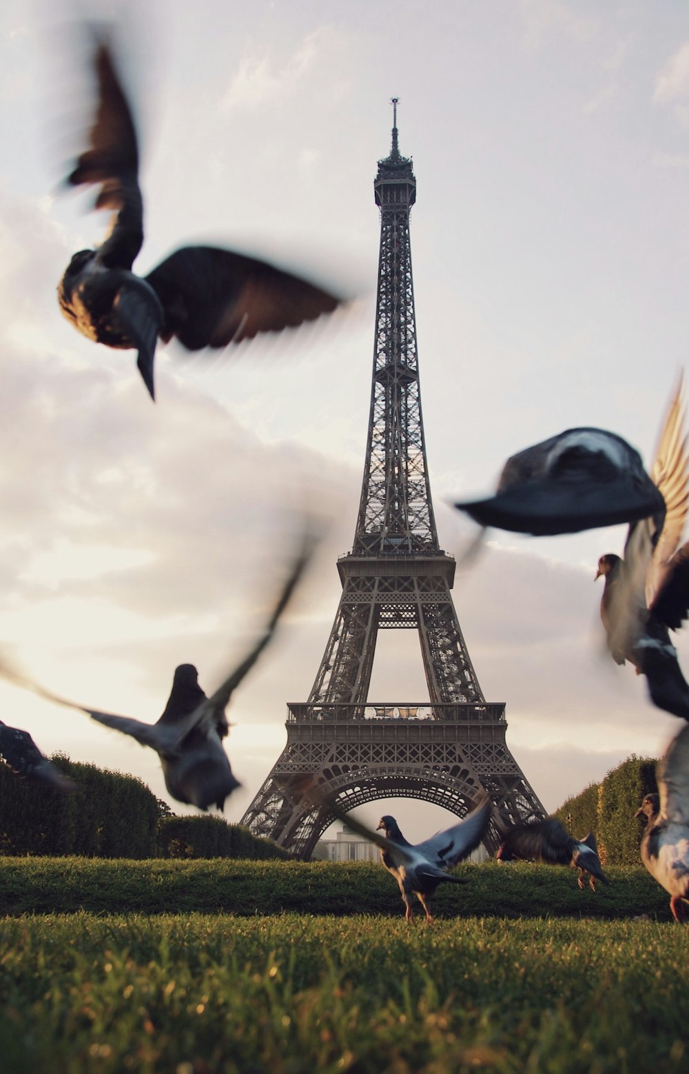 Flug von Tauben, die über eine Wiese in der Nähe des Eiffelturms in Paris fliegen