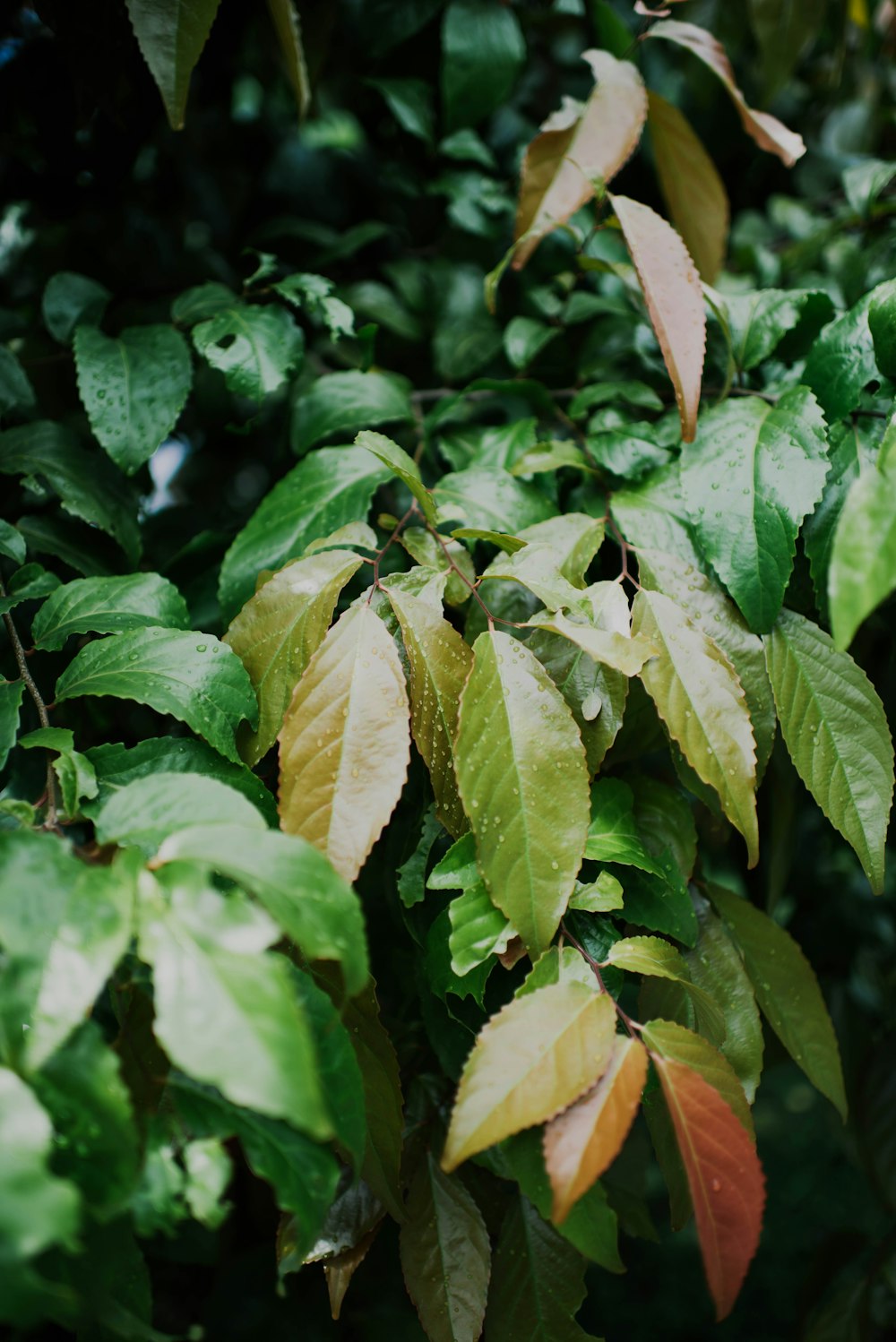 shallow focus photography of green leafed plants