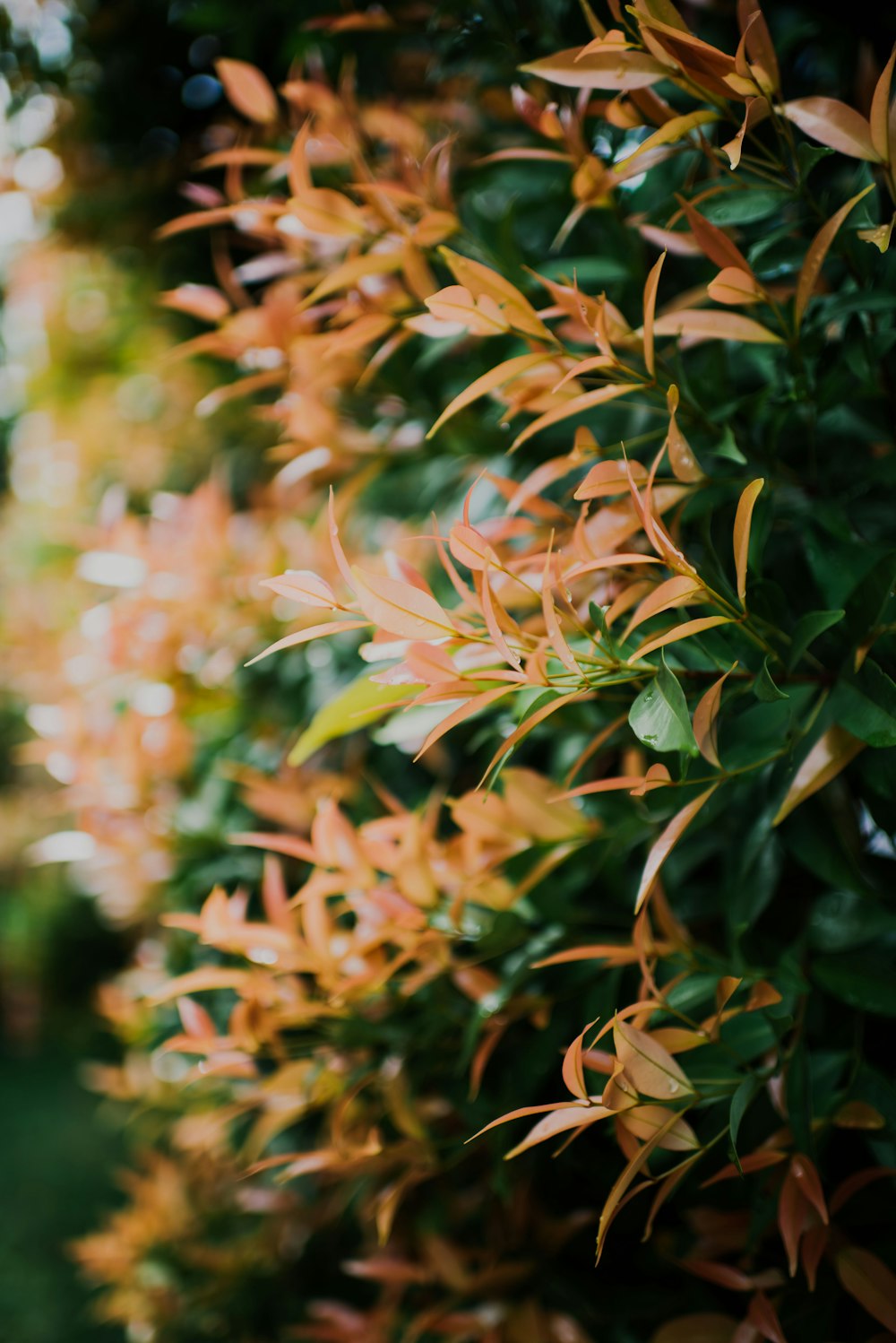 shallow focus photography of orange leafed plants