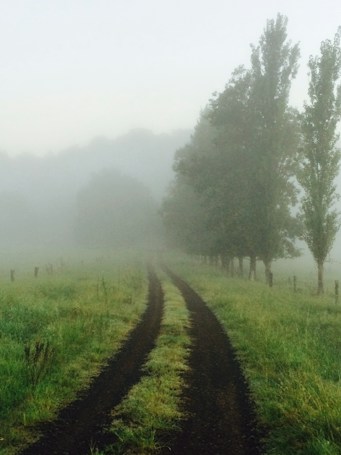 A misty landscape features a dirt path lined with grass, disappearing into dense fog. Tall trees stand along one side, partially obscured by the mist, creating a serene and mysterious atmosphere.