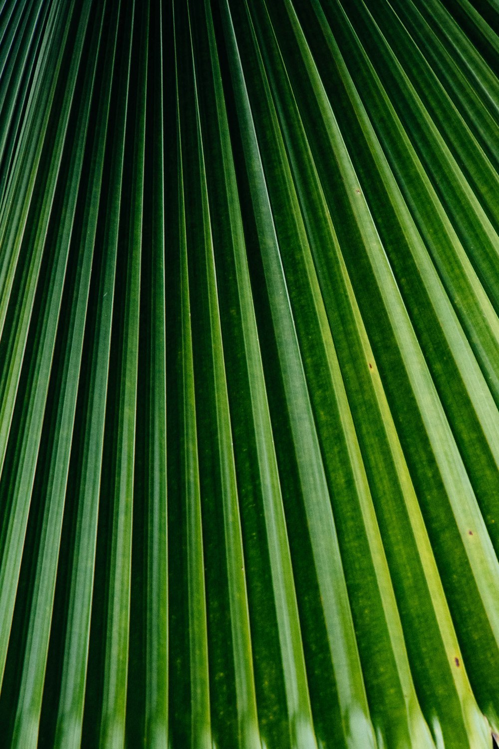 green palm tree leaves