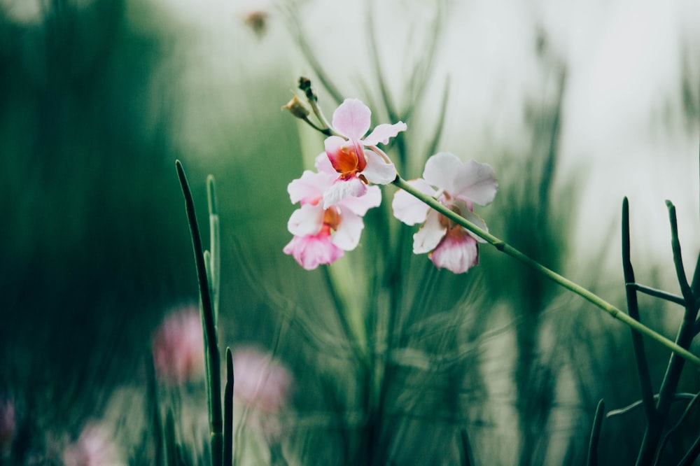 shallow focus photography of pink flowers