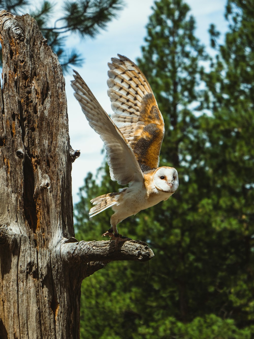 white and yellow owl spread wings