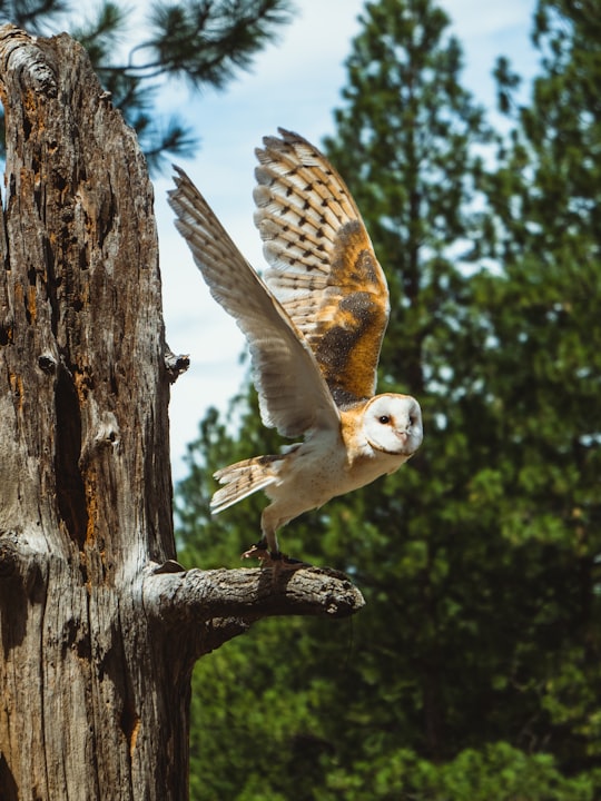 white and yellow owl spread wings in High Desert Museum United States