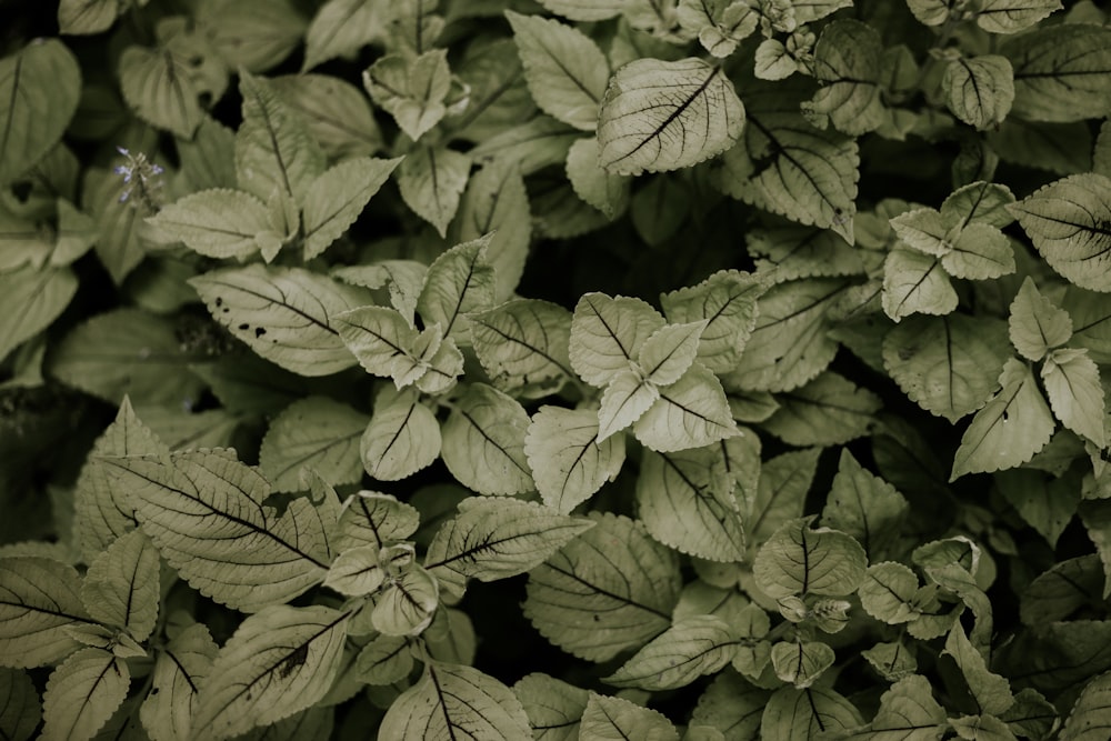 green leafed plant