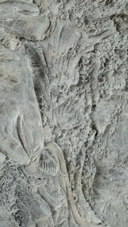 Vintage fossil display featuring various ancient sea creatures under warm lighting.