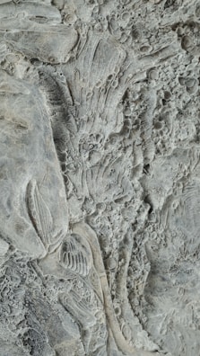 A cluster of small fossilized sea creatures embedded in rock.