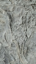 Intricate fossilized sea creatures embedded in a textured stone surface, displaying various shell patterns and skeletal structures.