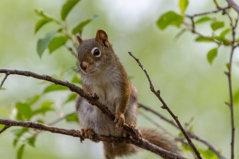 selective focus photograph of squirrel on tree branch