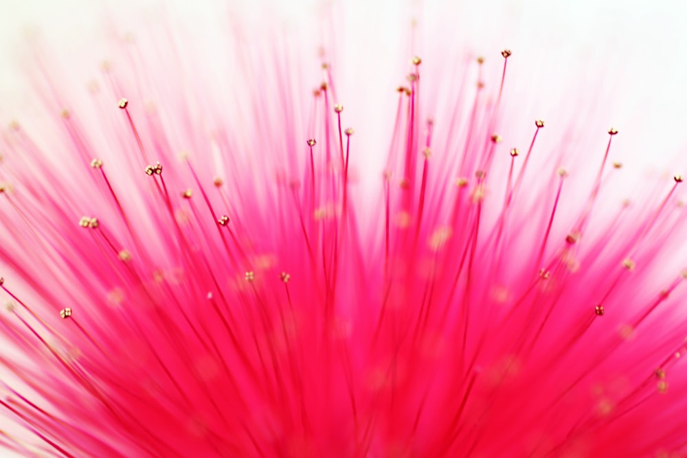 Fotografía de enfoque superficial de flores rosadas
