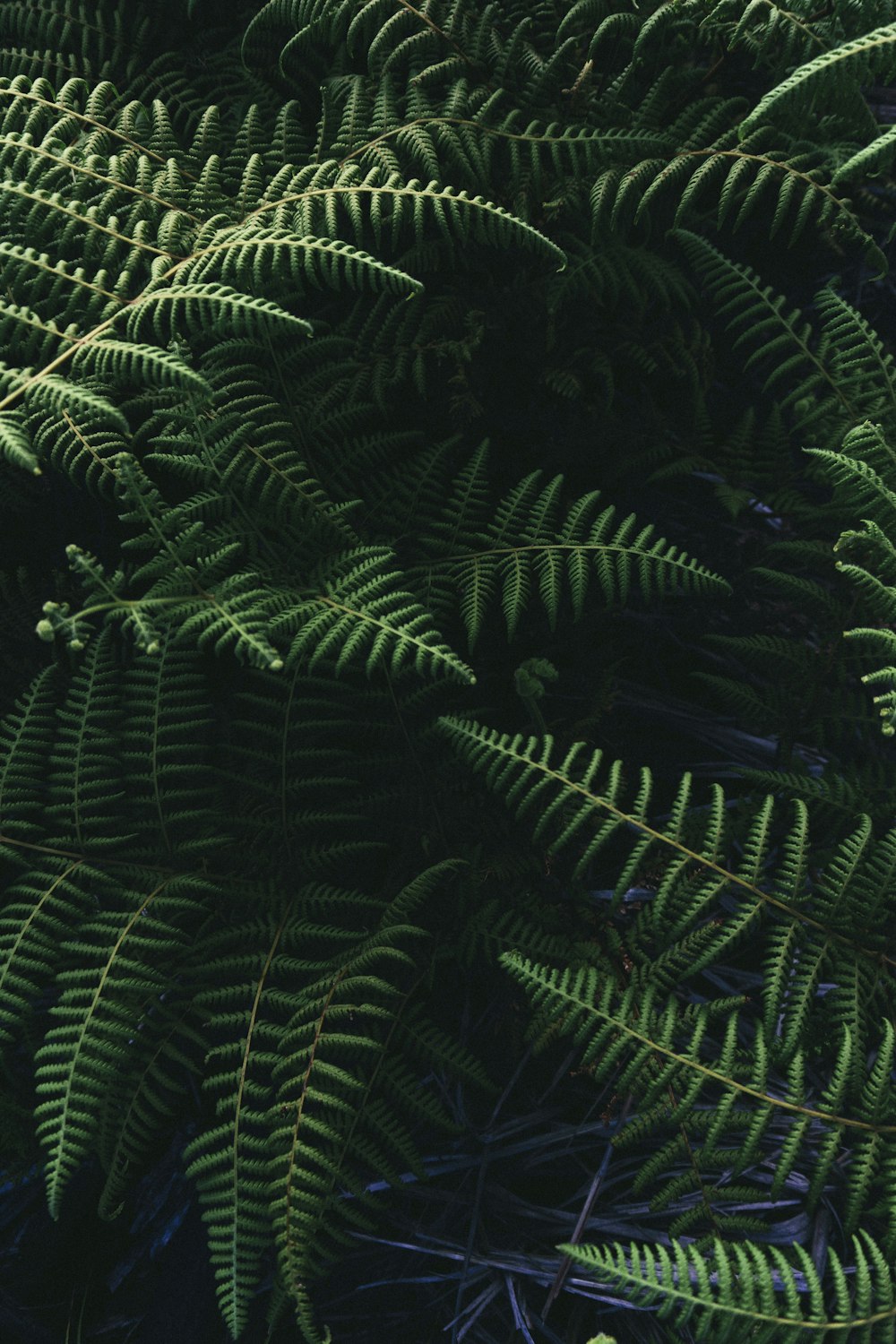 green leafed plants