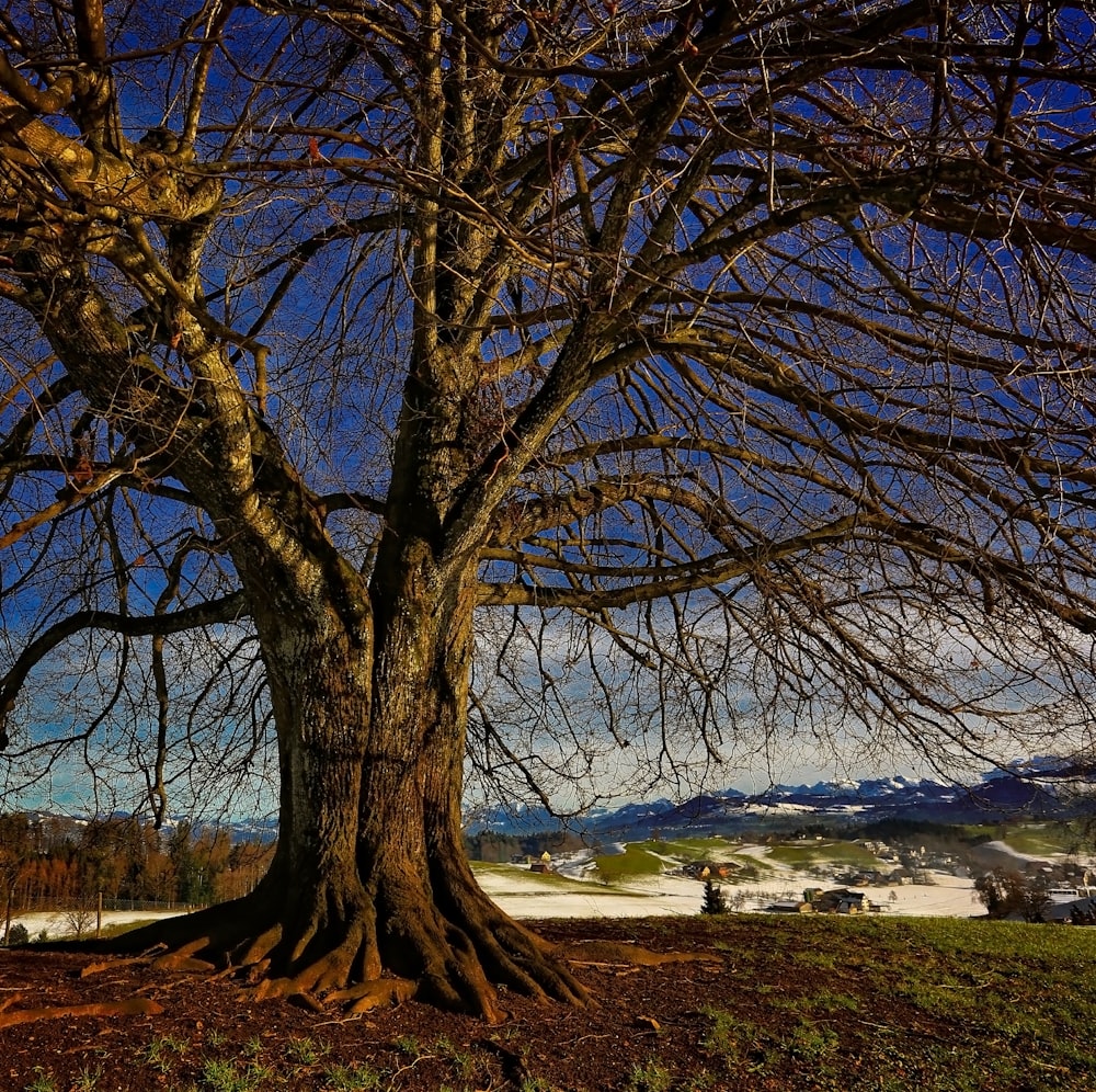 brown bare tree