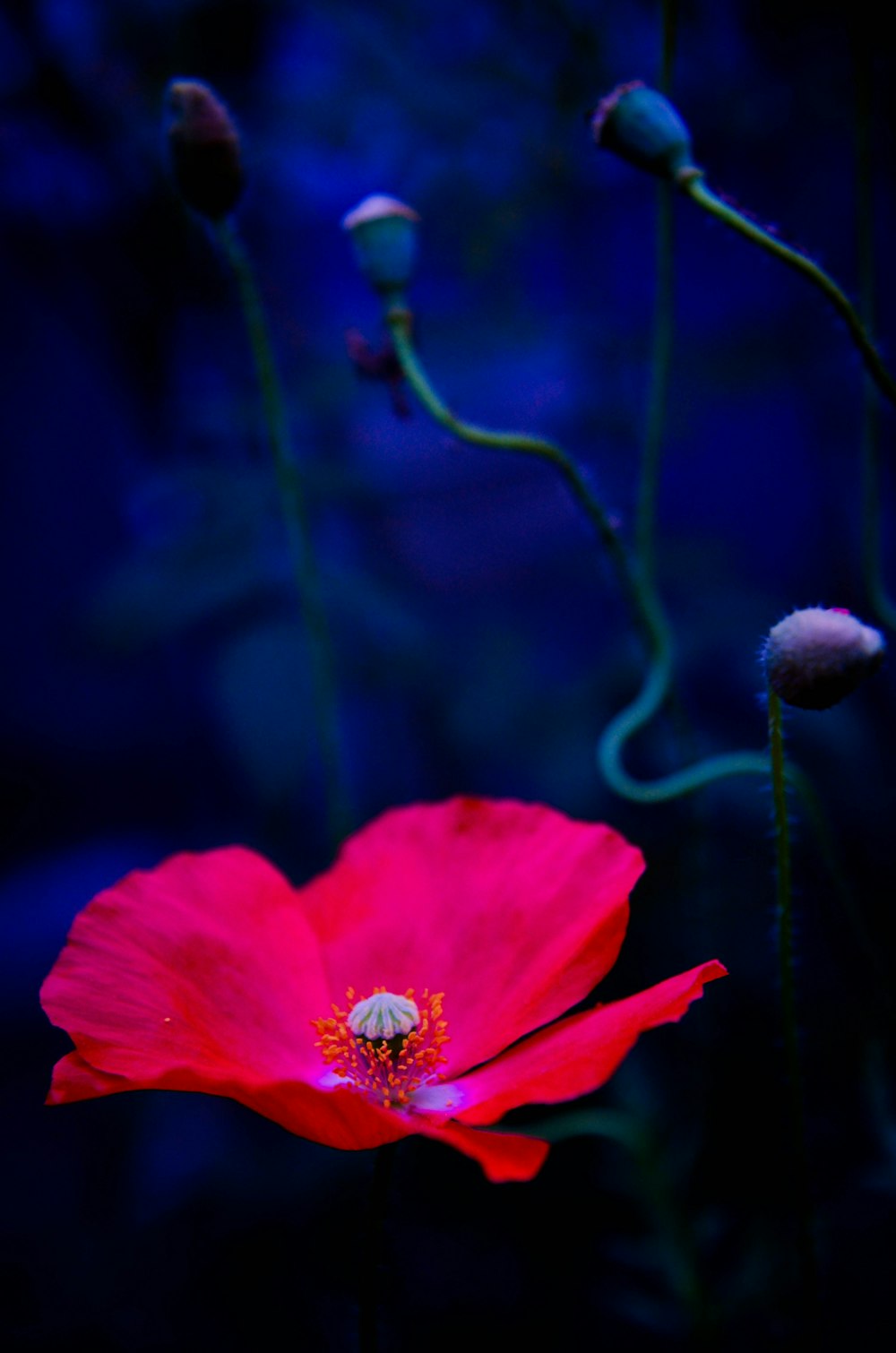 shallow focus photography of red flower