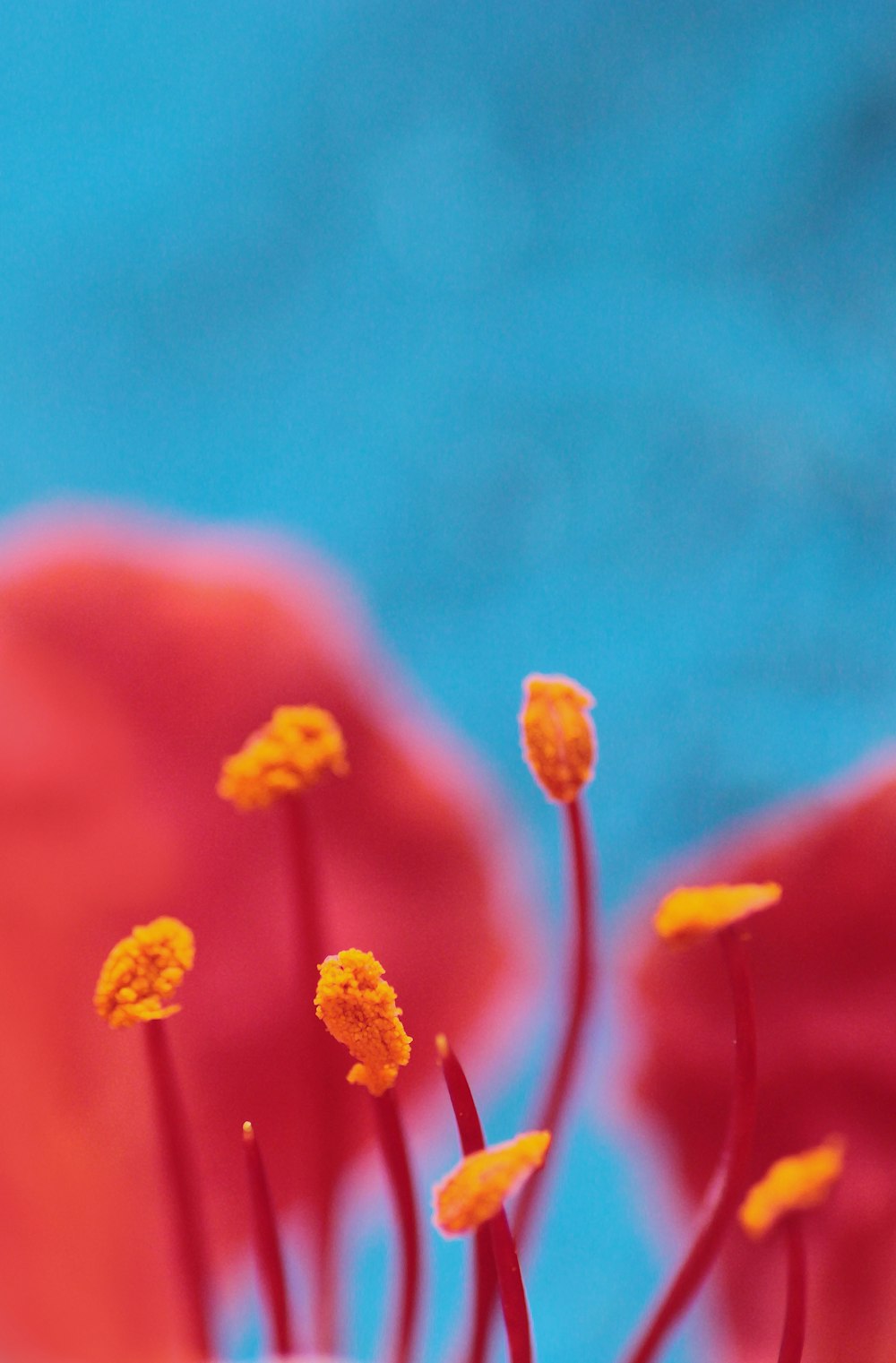 オレンジ色の花のセレクティブフォーカス撮影