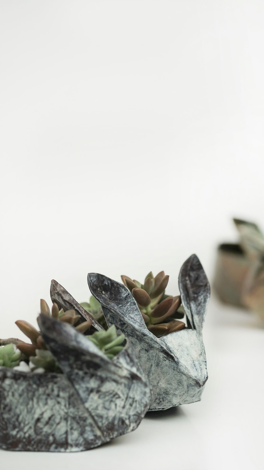 shallow focus photography of green succulent plants