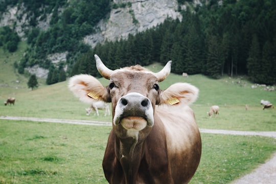 shallow focus photography of brown cow in Seealpsee Switzerland