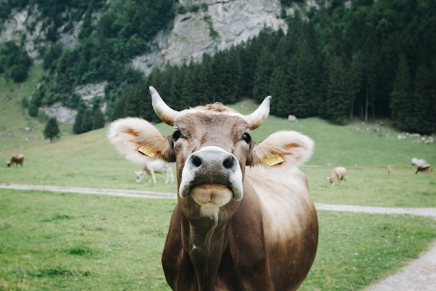 A brown cow with large, curious eyes and horns stands in a lush green field. The area is surrounded by dense evergreen trees and rocky mountains in the background. Other cows can be seen grazing in the distance, creating a serene pastoral scene.