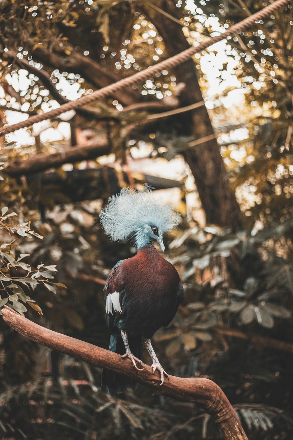maroon bird standing on tree