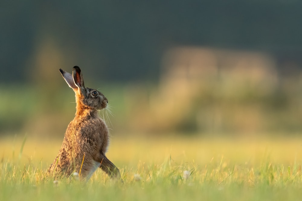 Profundidad de campo Foto de conejo marrón y negro en campo de hierba verde