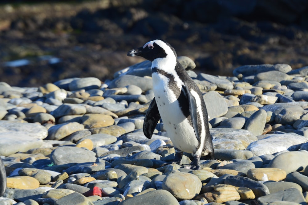white and black penguin walking on gray stones