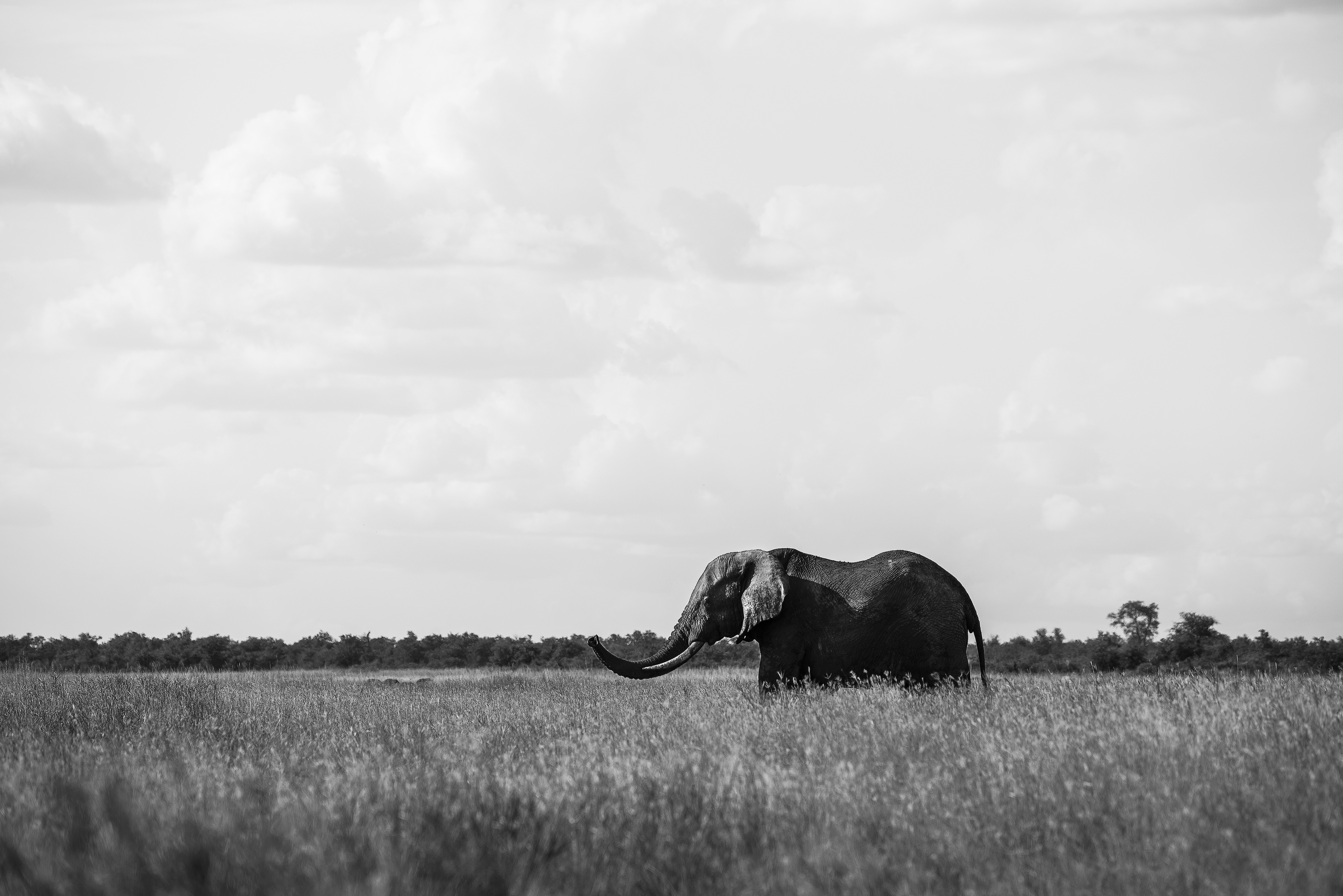 grayscale photo of elephant on grass field