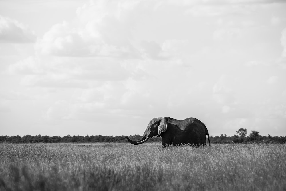 grayscale photo of elephant on grass field