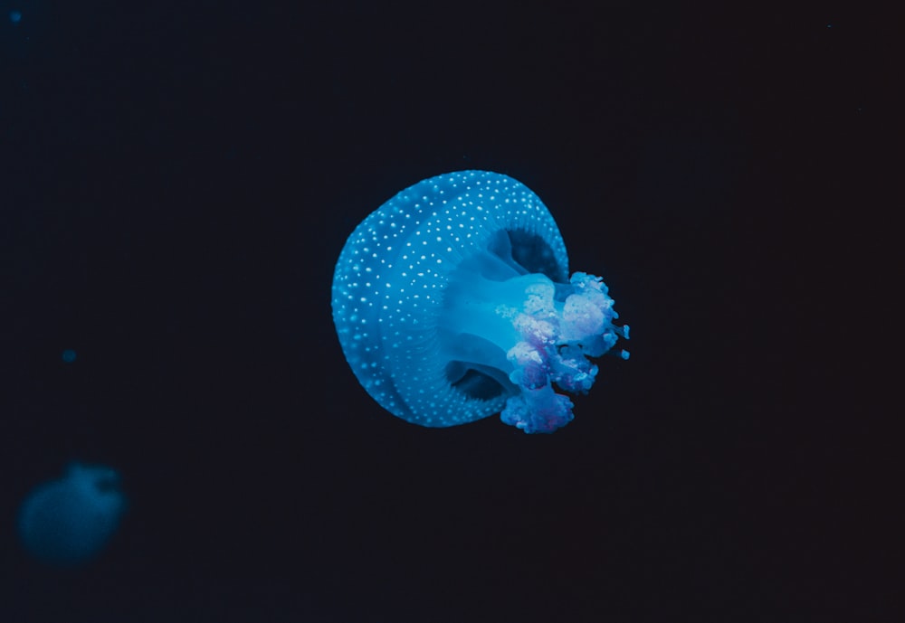 medusas nadando en el agua