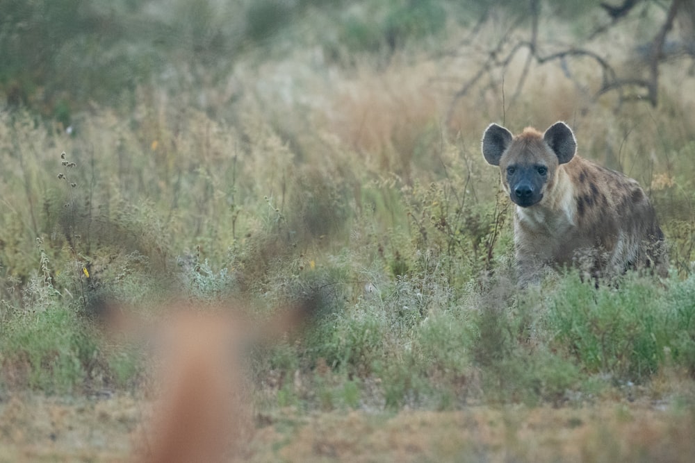 Hyena on grass