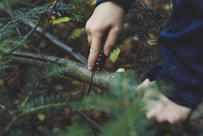 A team member trimming branches with a chainsaw, surrounded by lush green forest.
