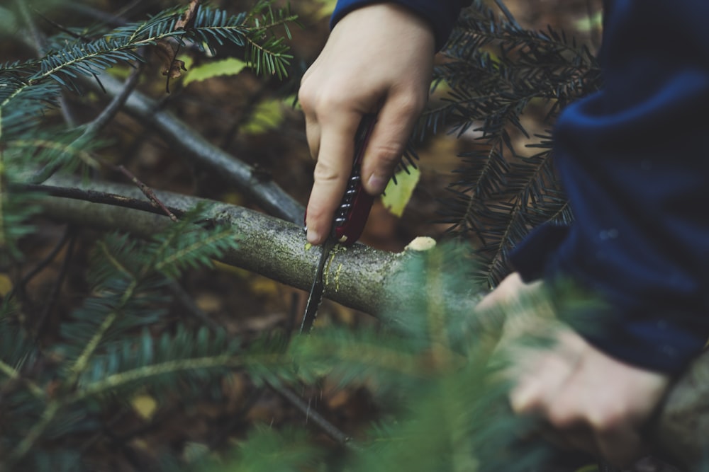 person cutting tree trunks