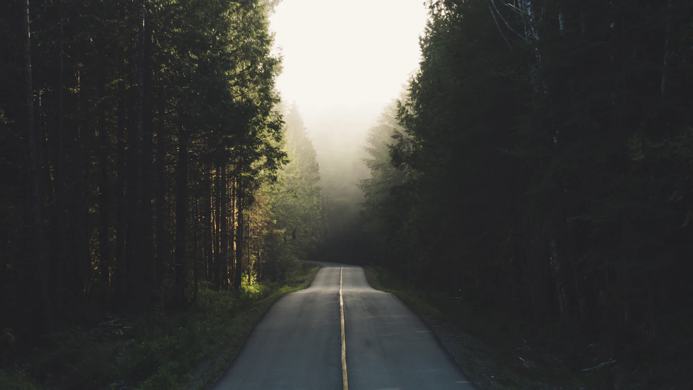 A quiet road through tall evergreen forest