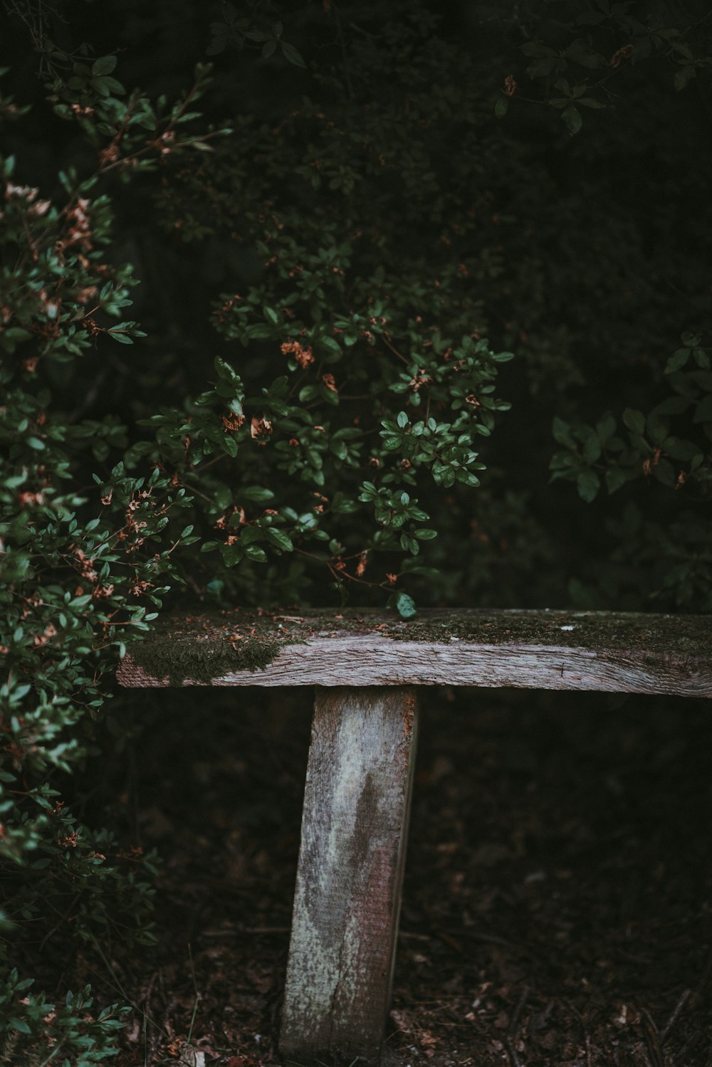 brown wooden bench near green plants