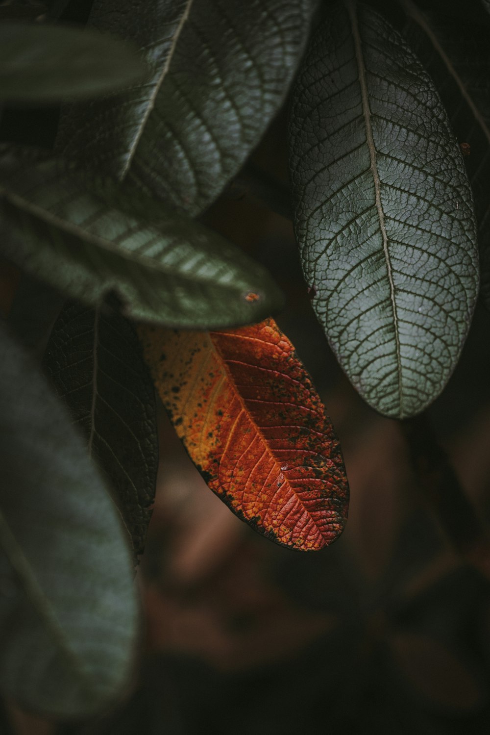 closeup photography of plant