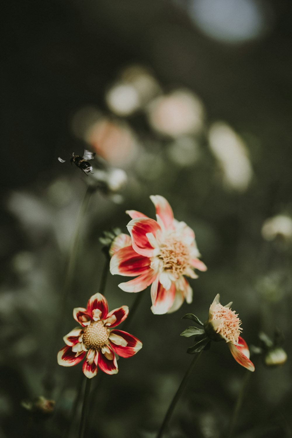 closeup photography of clustered flower