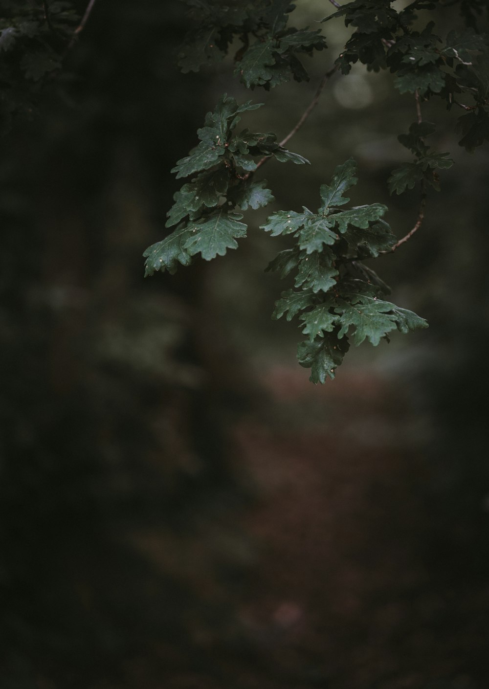 セレクティブフォーカス写真における緑の葉の植物