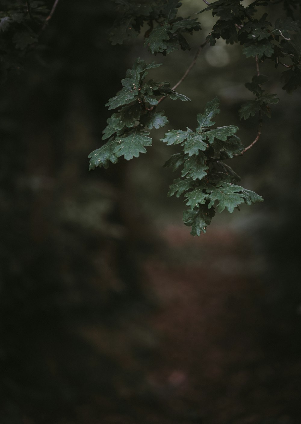 green leafed plant in selective focus photography