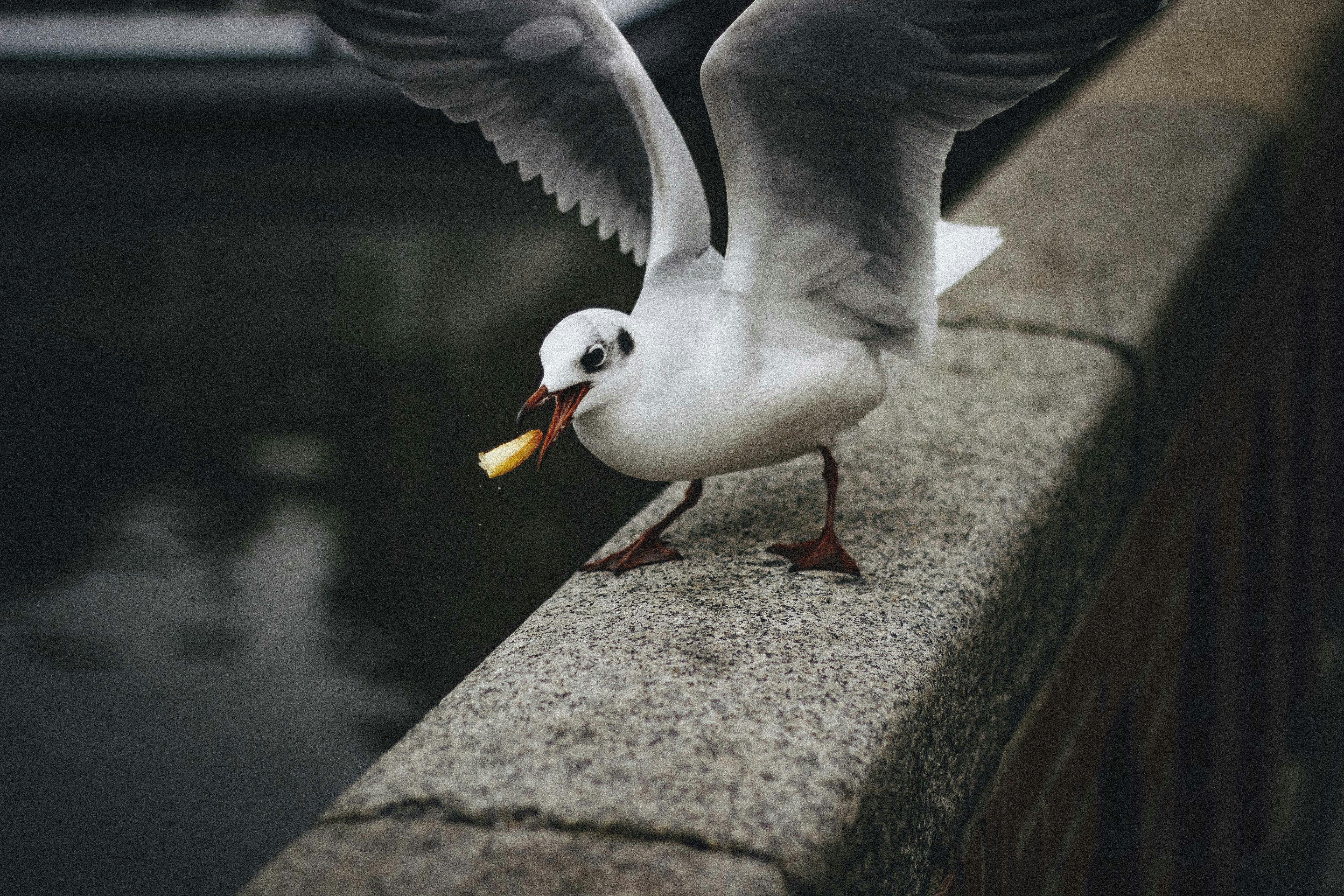 white and black pigeons on top of grey bridge