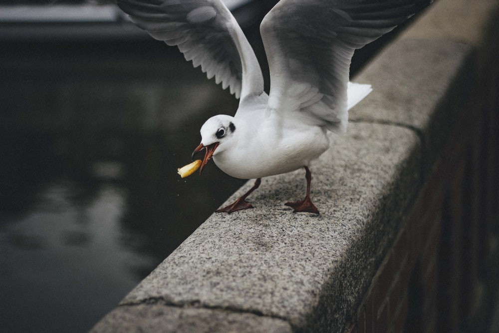 white and black pigeons on top of grey bridge