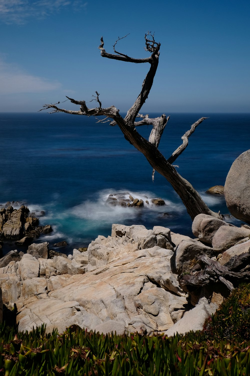 weer-wood tree on boulders